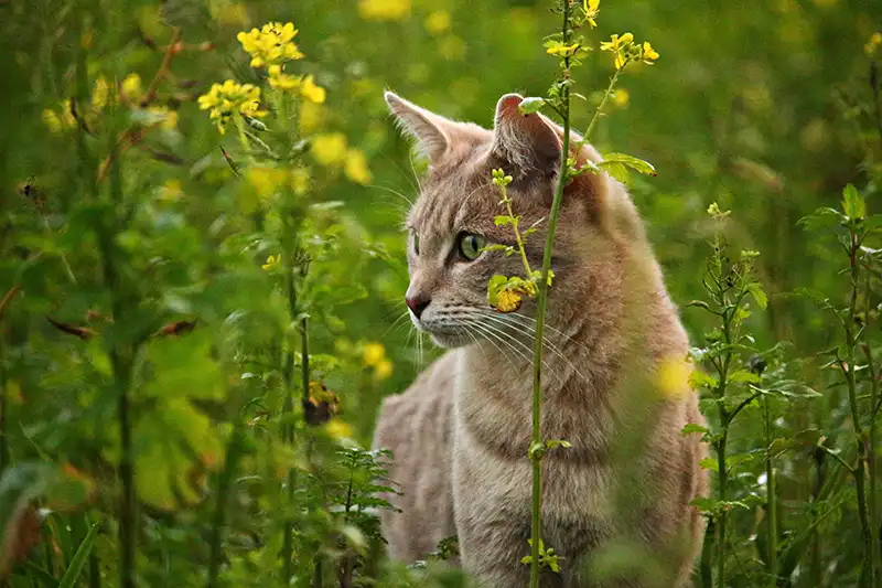 Cat standing among wildflowers