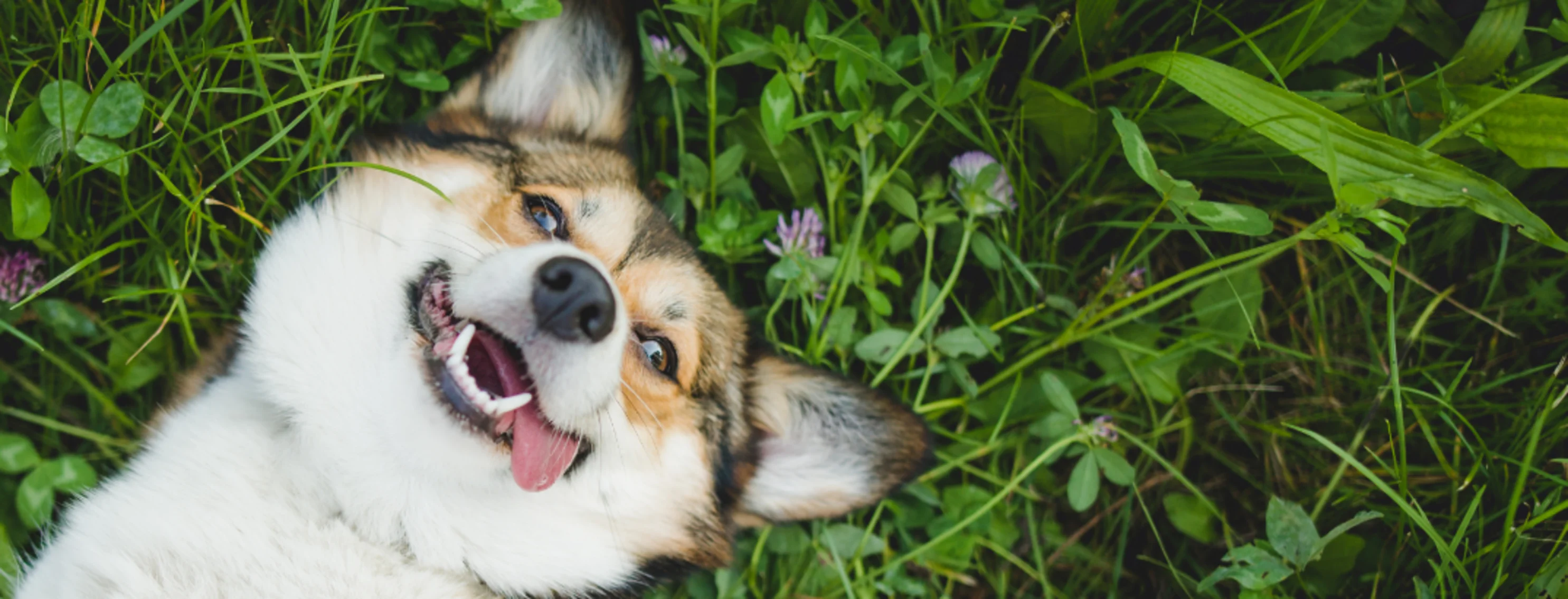 Dog Laying on its back on Grass Looking at Camera