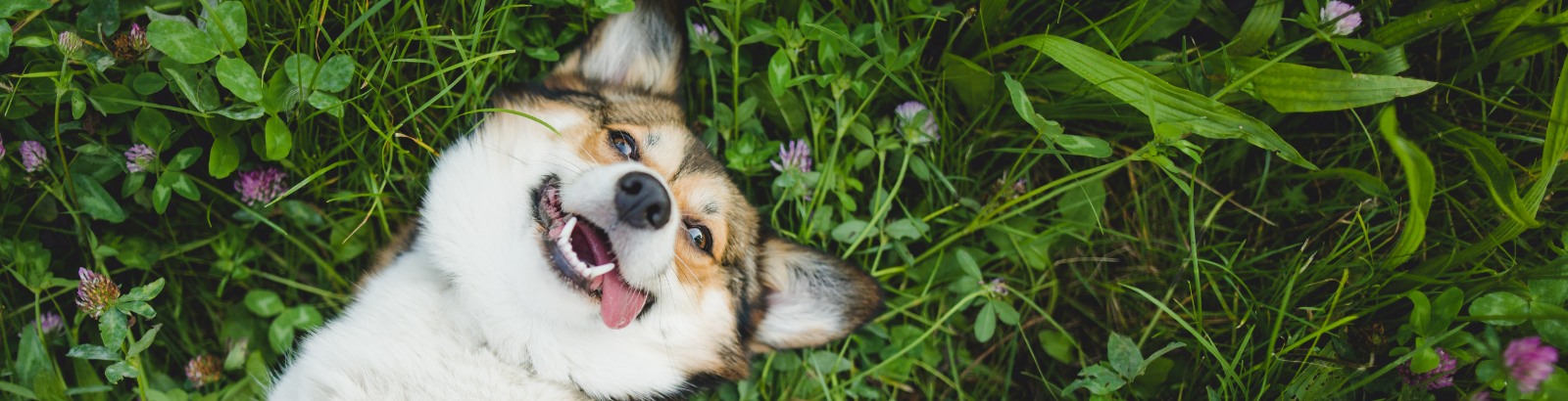 Dog Laying on its back on Grass Looking at Camera