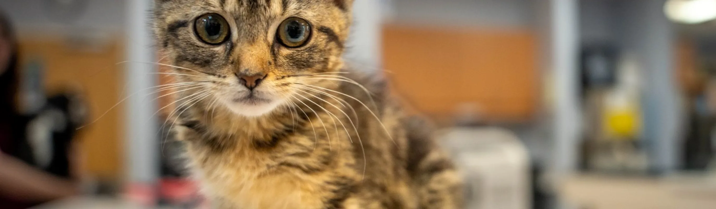 Cat with cast on table Cat with cast on table