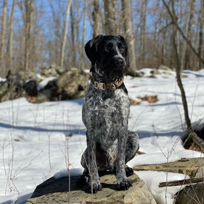 Waylon at Marbletown Animal Hospital Waylon at Marbletown Animal Hospital
