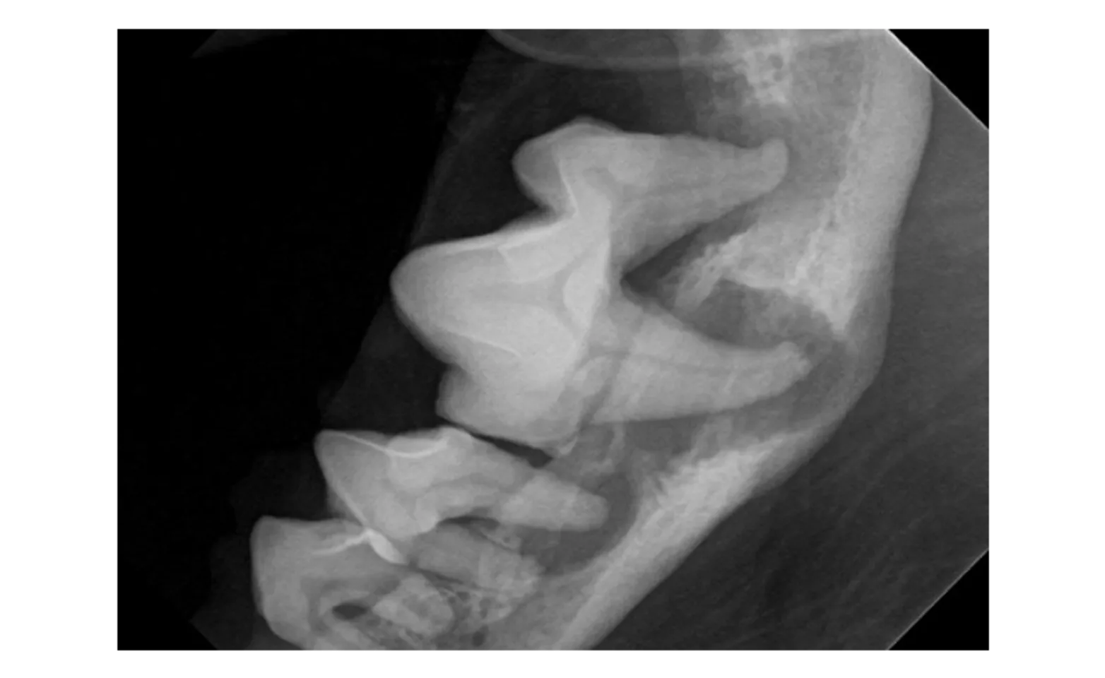 X-ray of dog's teeth X-ray of dog's teeth