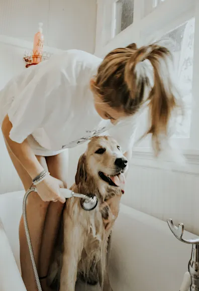 woman giving dog a bath woman giving dog a bath