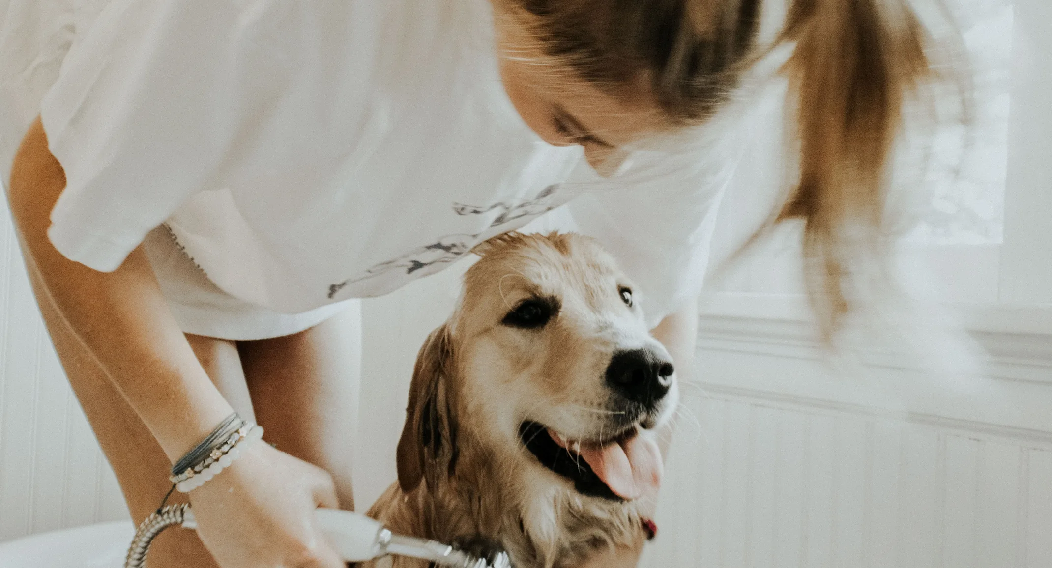 woman giving dog a bath woman giving dog a bath