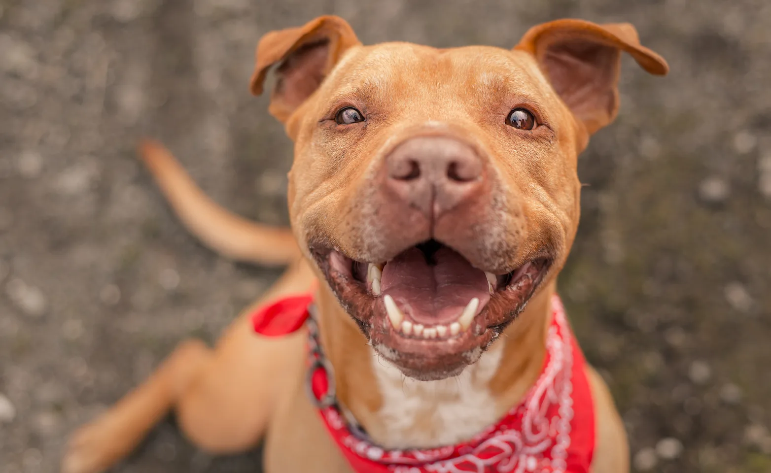 Dog with red handkerchief