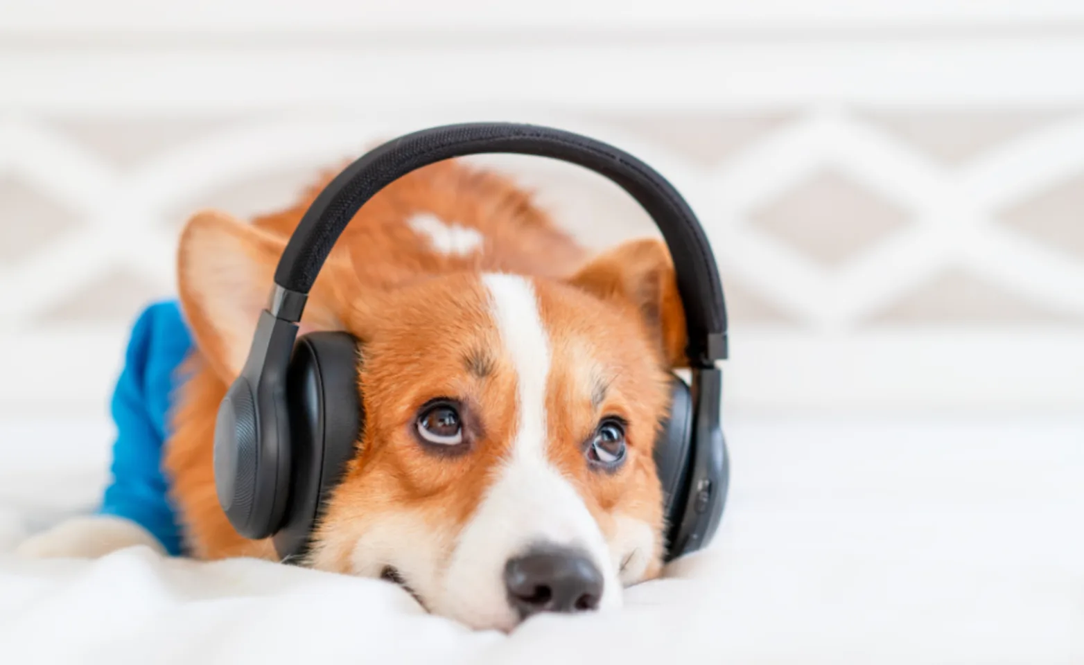 Corgi (Dog) Listening to Music with Headphones
