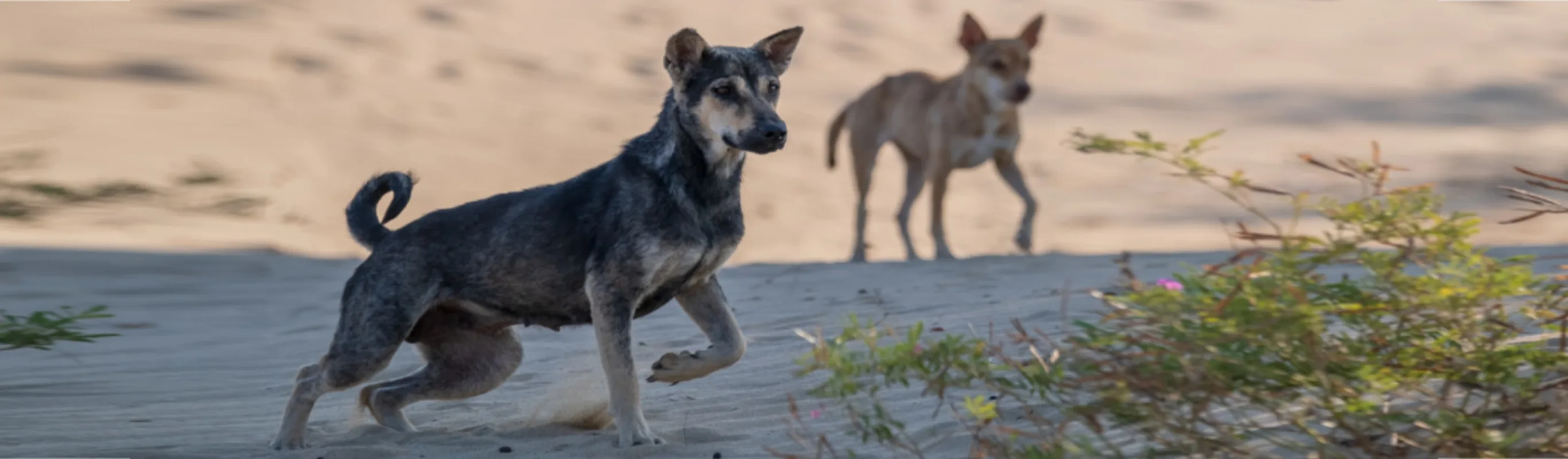 Two Dogs Running on Sand in the Desert