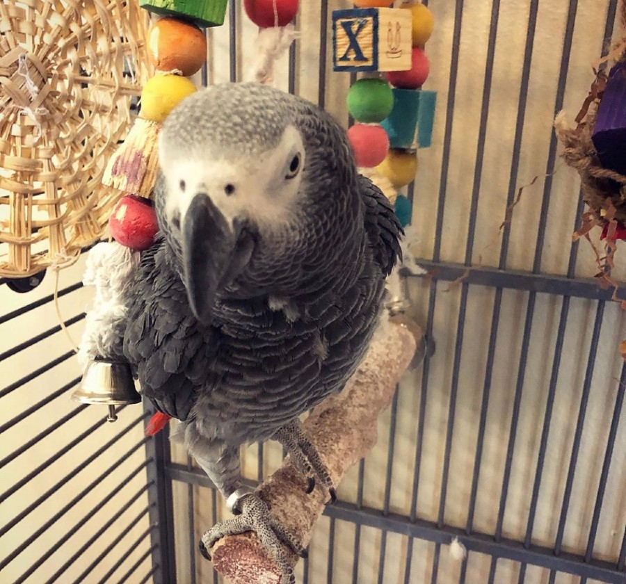African Grey Bird standing on a branch at Hill Country Animal Hospital
