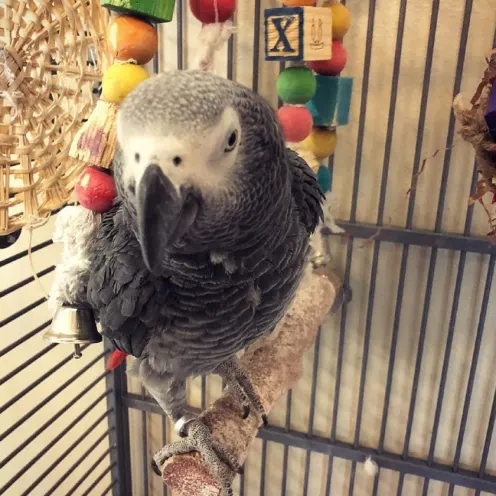 African Grey Bird standing on a branch at Hill Country Animal Hospital