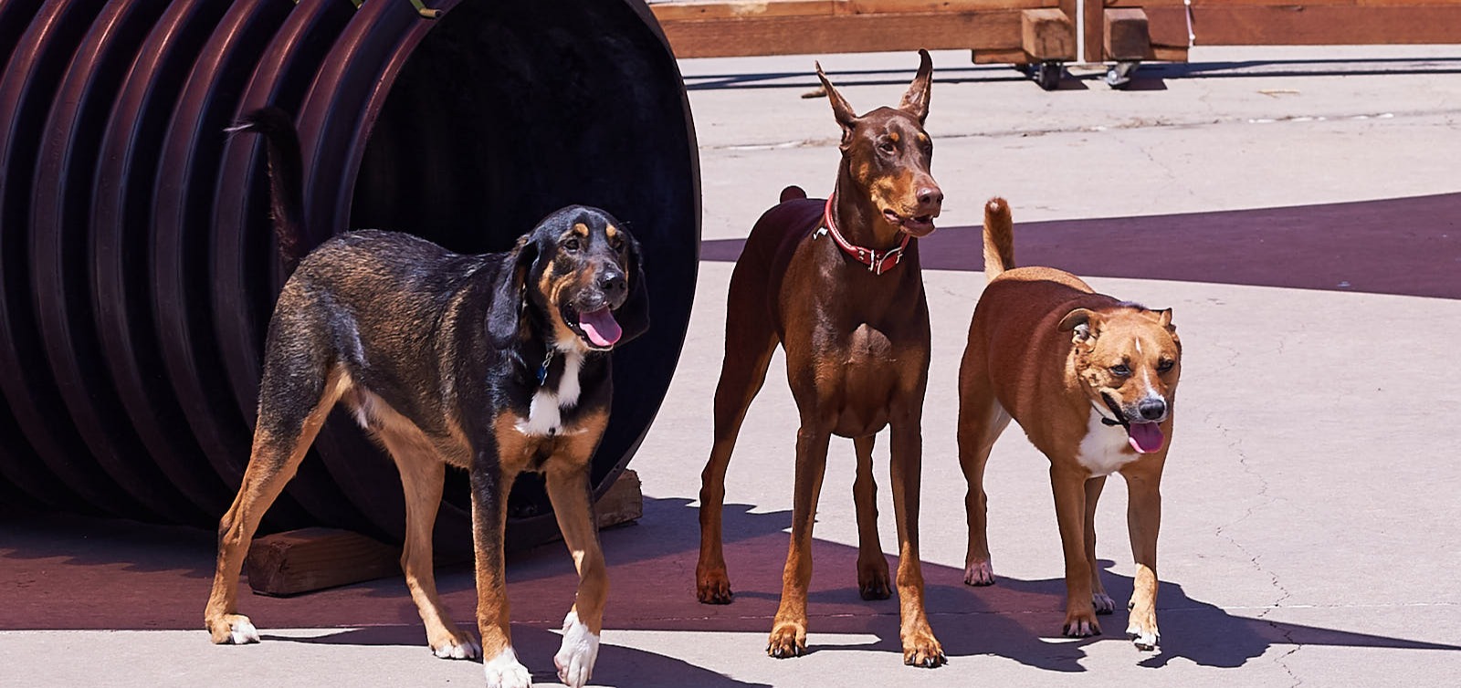 Dogs playing outside in play yard