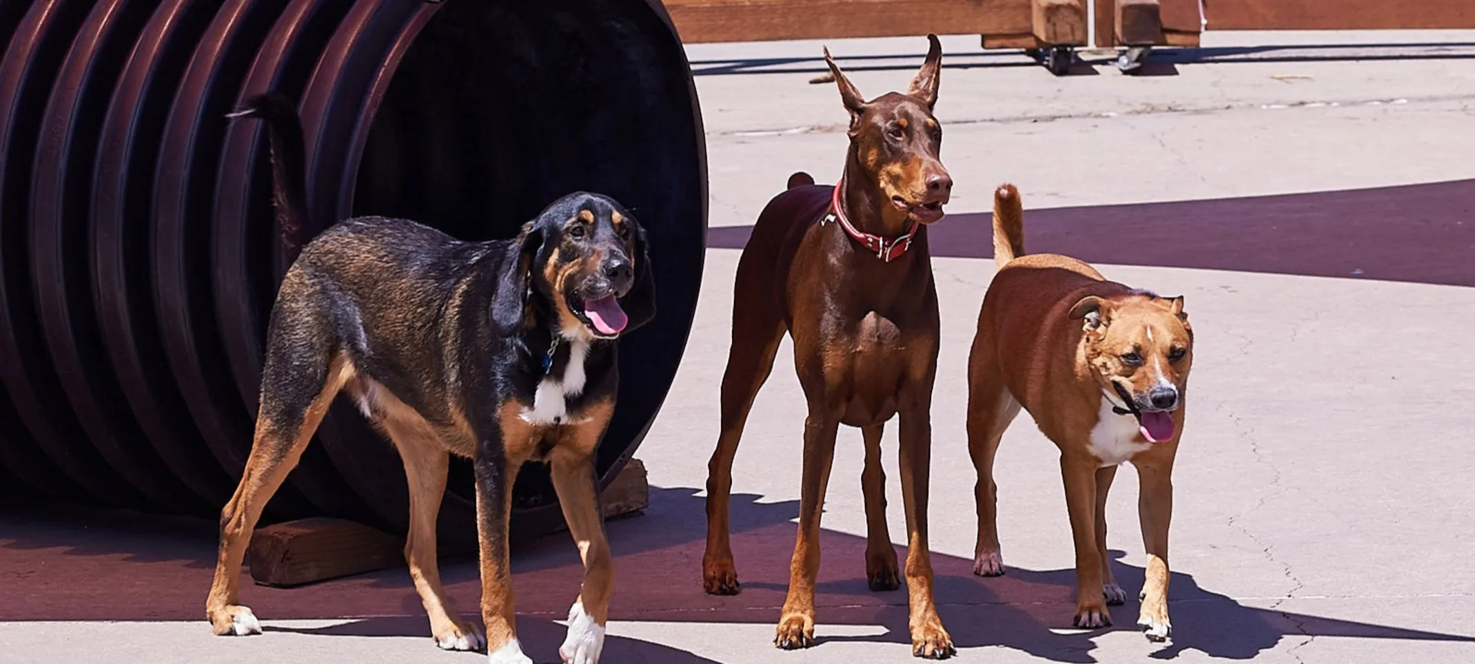 Dogs playing outside in play yard