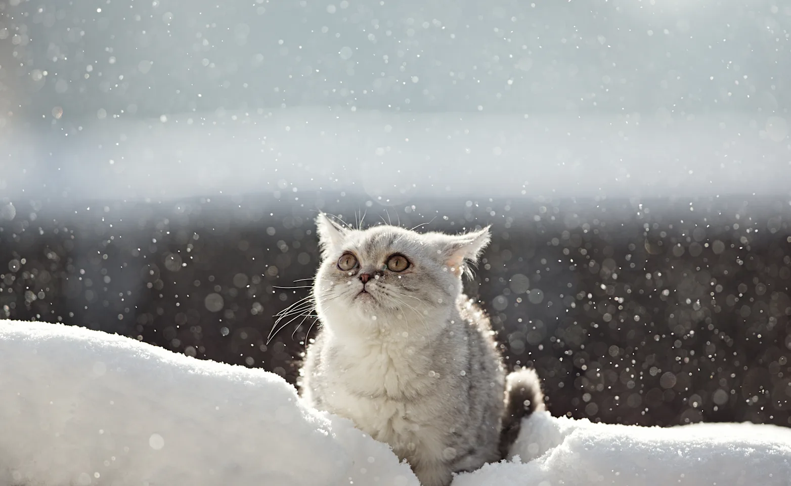 cat in the snow cat in the snow