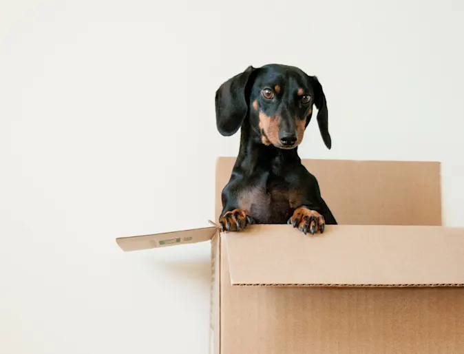 dog sitting in cardboard box dog sitting in cardboard box