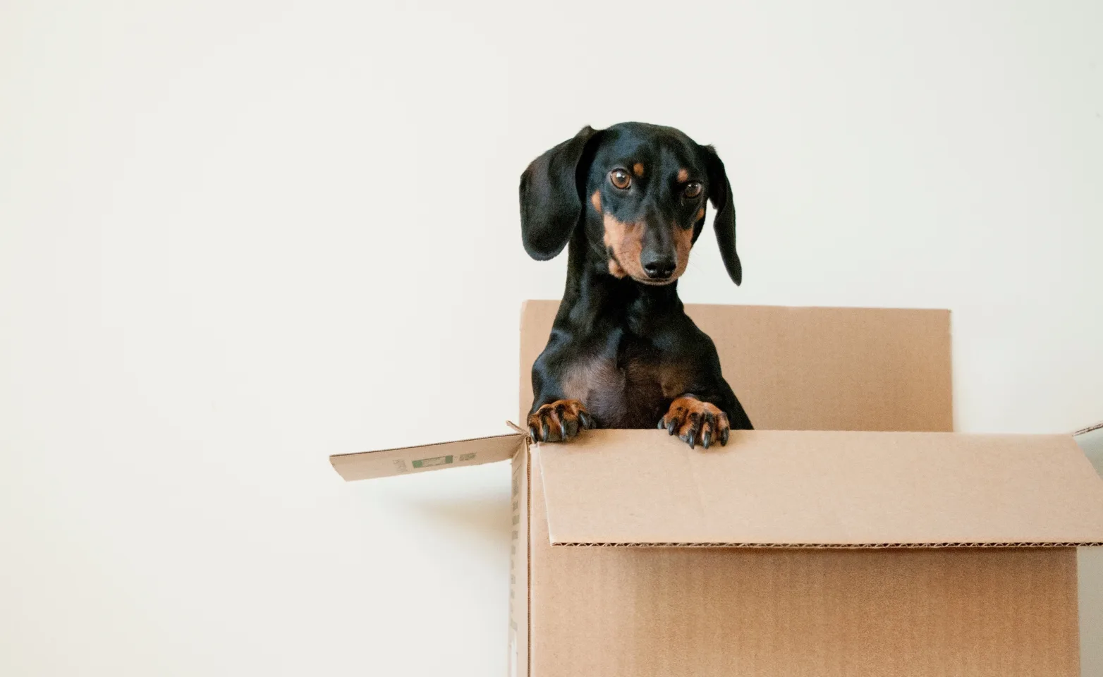 dog sitting in cardboard box