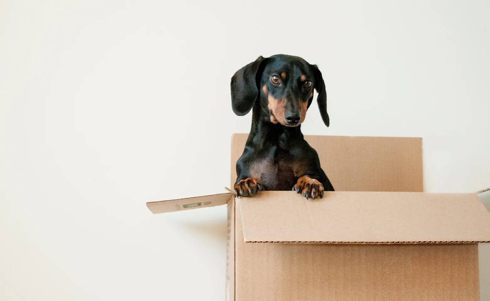 dog sitting in cardboard box dog sitting in cardboard box