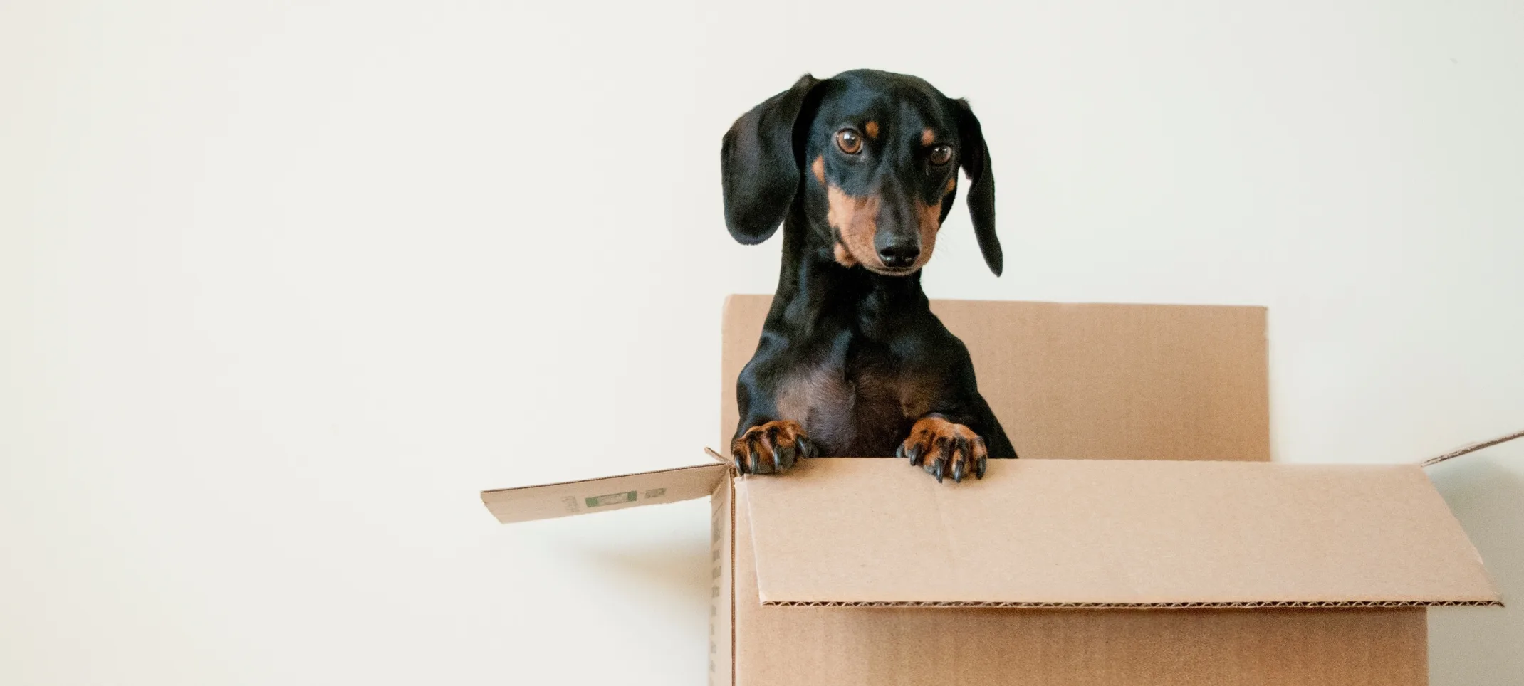 dog sitting in cardboard box