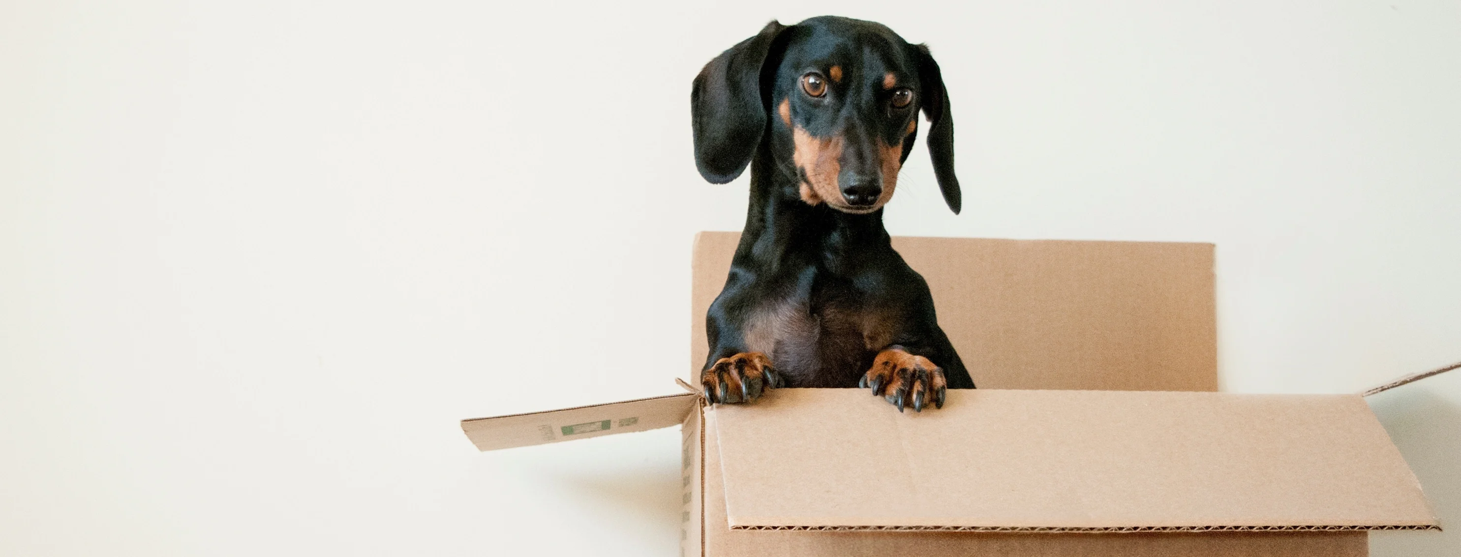 dog sitting in cardboard box