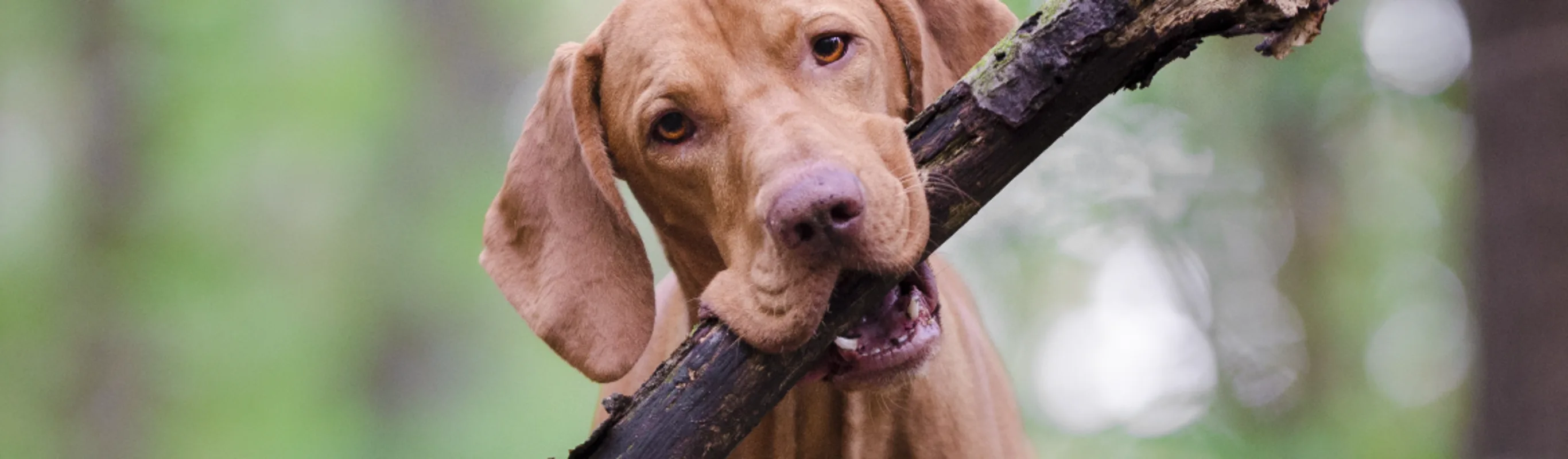 A photo of a big dog being checked up on A photo of a big dog being checked up on