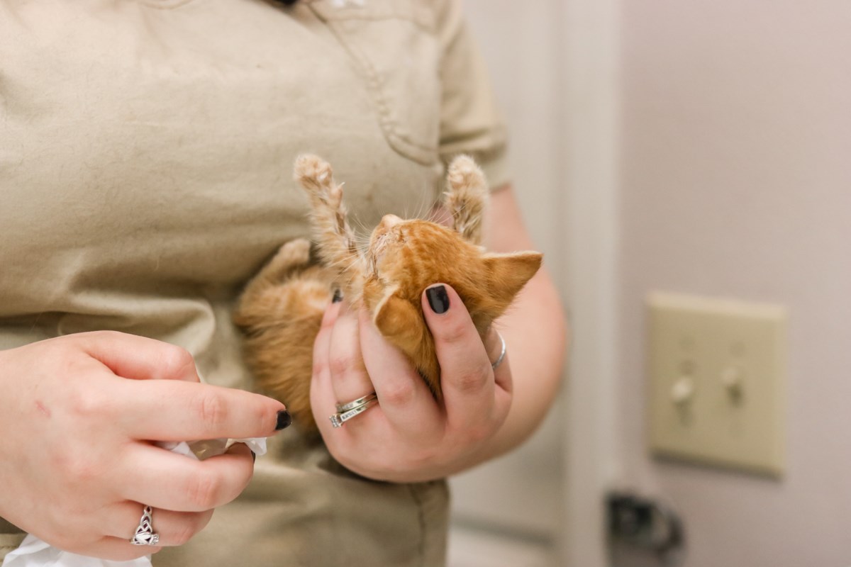 Staff holding kitten at Brentwood Family Pet Care