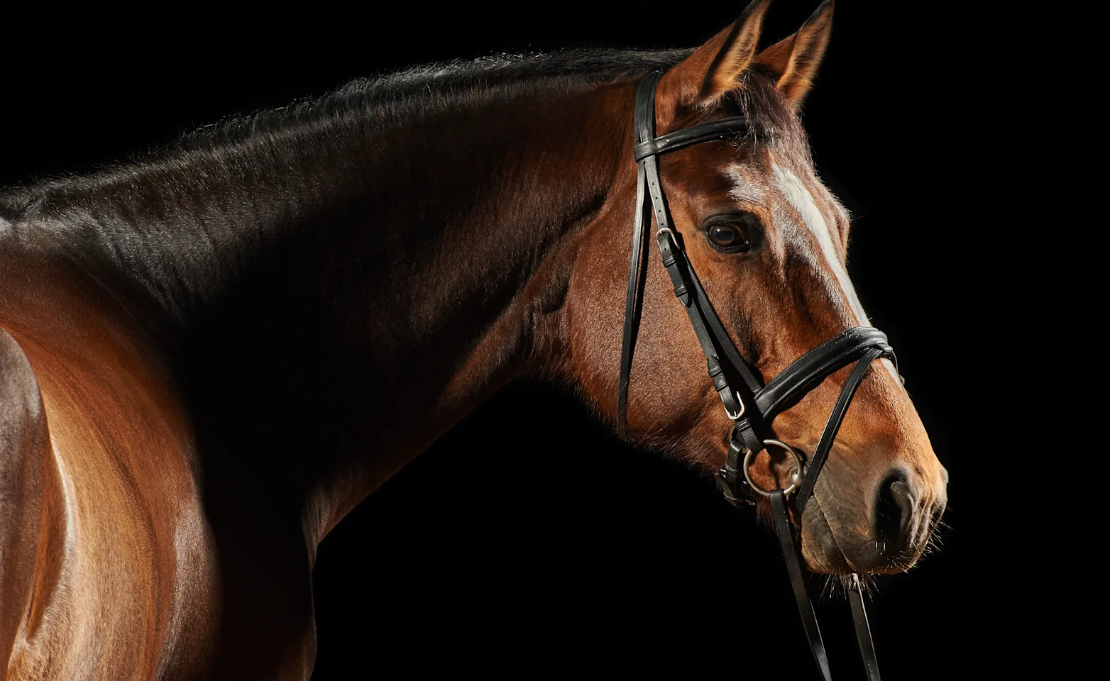 Brown horse facing right Brown horse facing right