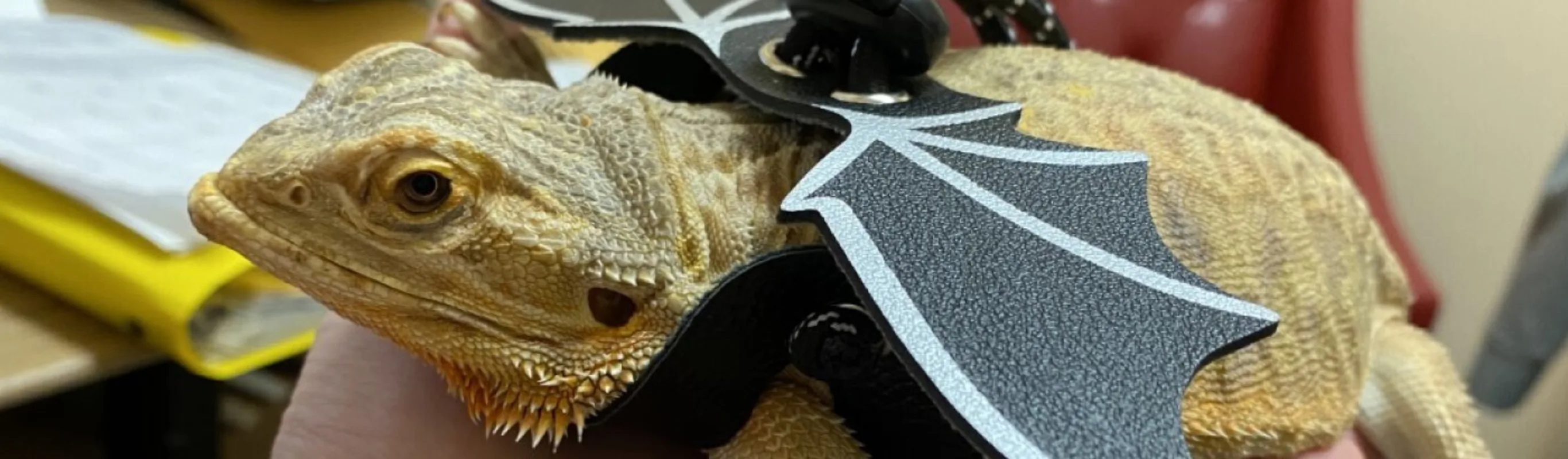 Bearded Dragon Bearded Dragon