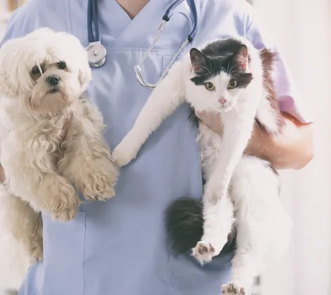 Vet is holding a white poodle on her left and a black and white cat on her right hand. Vet is holding a white poodle on her left and a black and white cat on her right hand.
