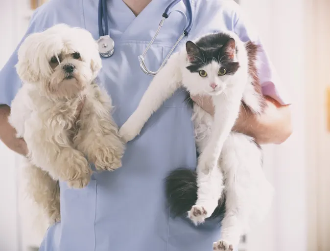 Vet is holding a white poodle on her left and a black and white cat on her right hand. Vet is holding a white poodle on her left and a black and white cat on her right hand.