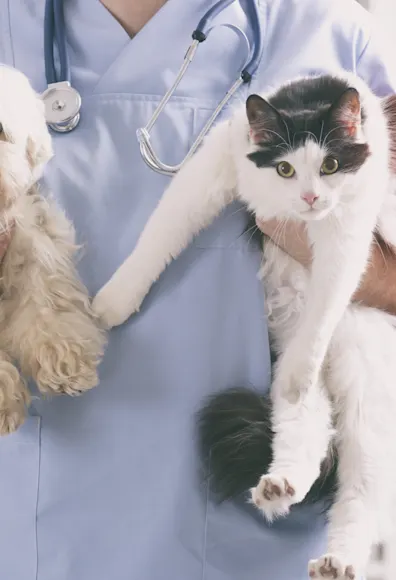 Vet is holding a white poodle on her left and a black and white cat on her right hand. Vet is holding a white poodle on her left and a black and white cat on her right hand.