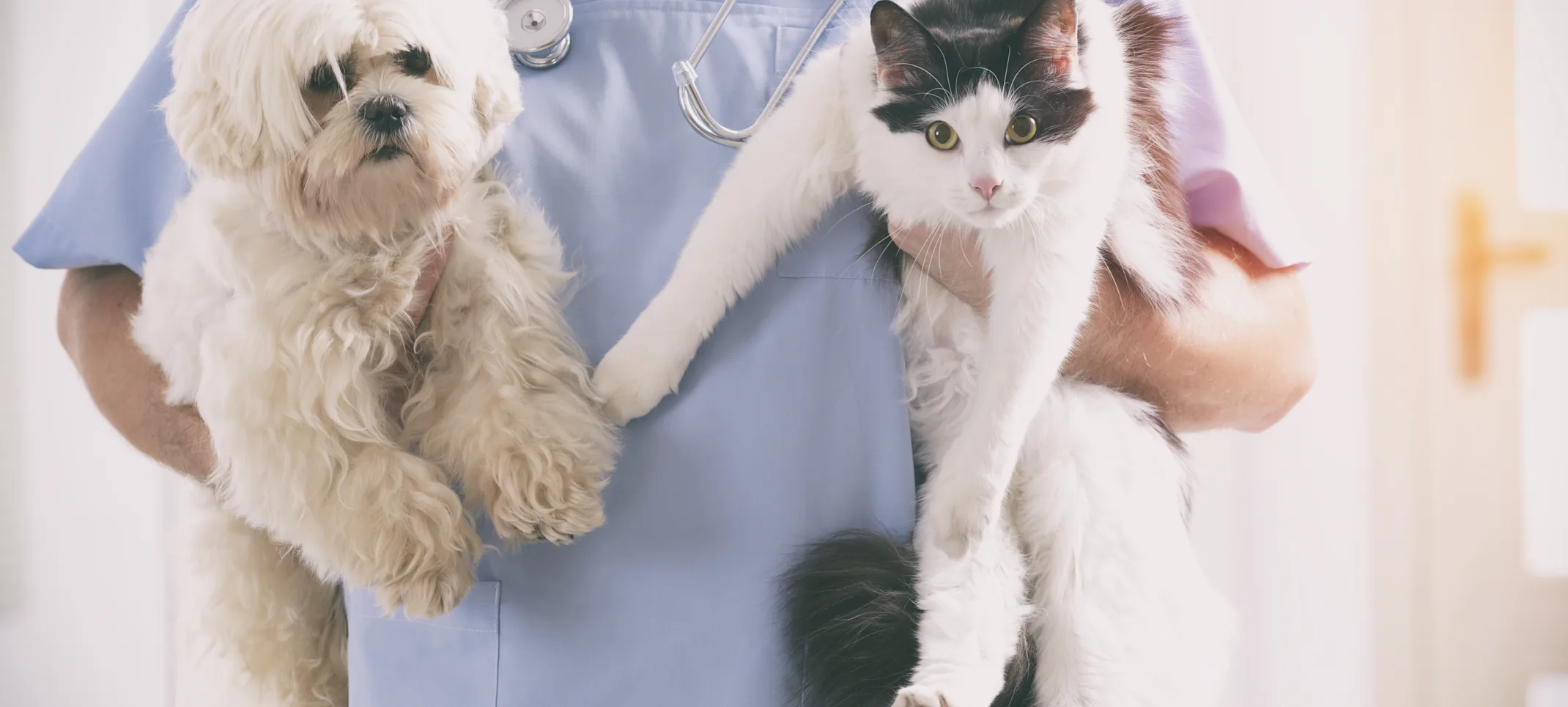 Vet is holding a white poodle on her left and a black and white cat on her right hand. Vet is holding a white poodle on her left and a black and white cat on her right hand.
