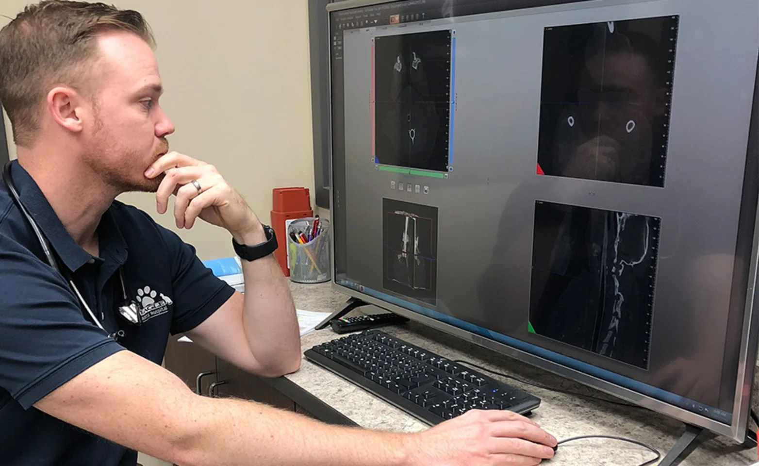 A veterinarian viewing x-rays on a large monitor A veterinarian viewing x-rays on a large monitor