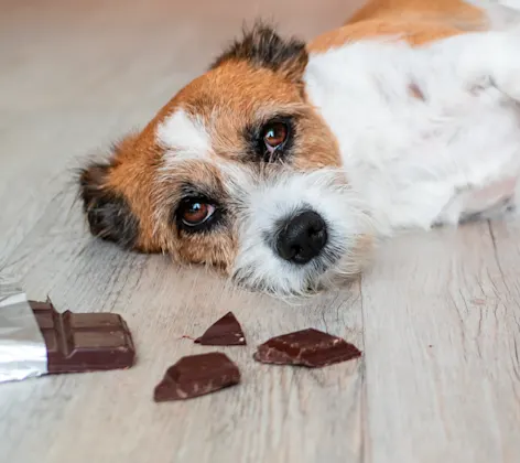 Dog laying next to chocolate bar