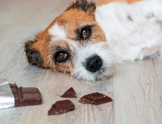 Dog laying next to chocolate bar