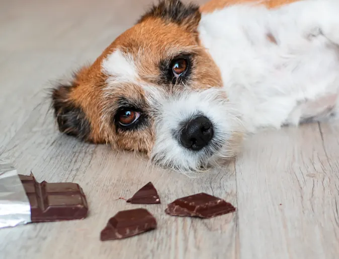 Dog laying next to chocolate bar Dog laying next to chocolate bar