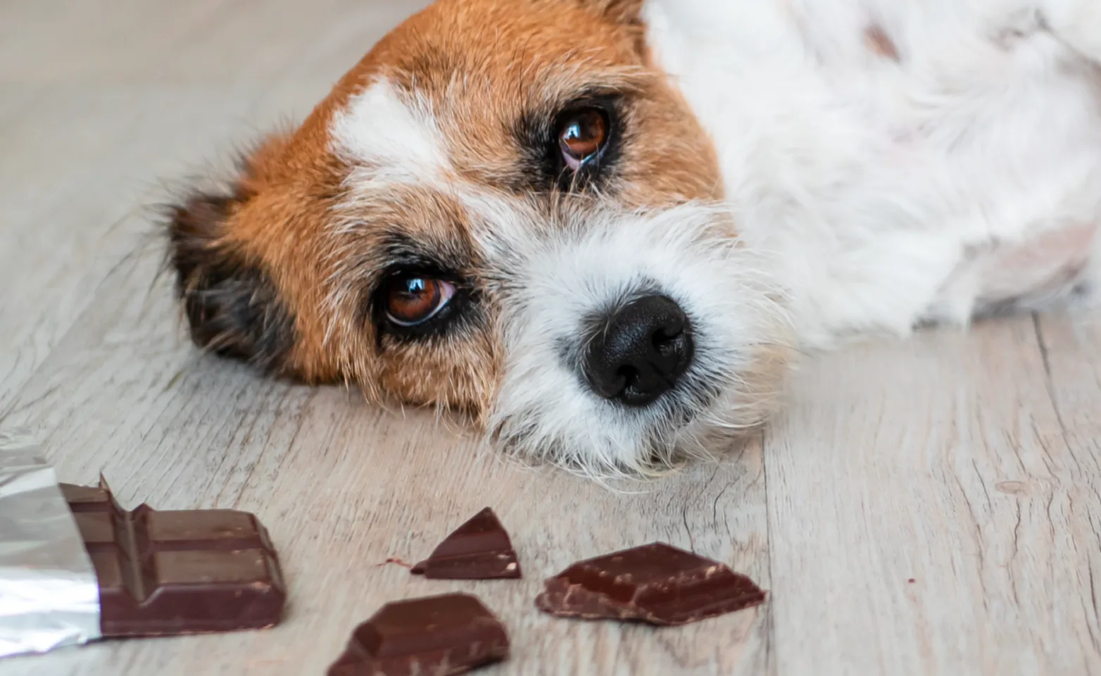 Dog laying next to chocolate bar Dog laying next to chocolate bar