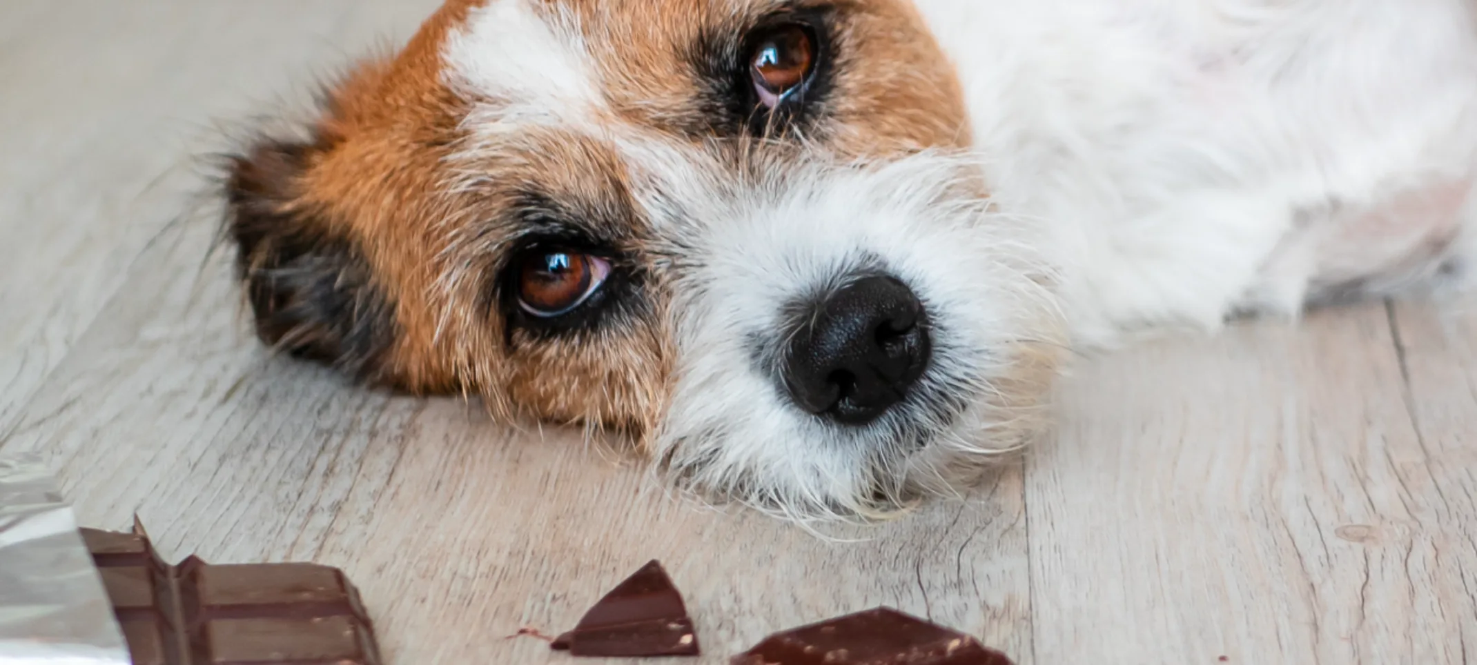 Dog laying next to chocolate bar