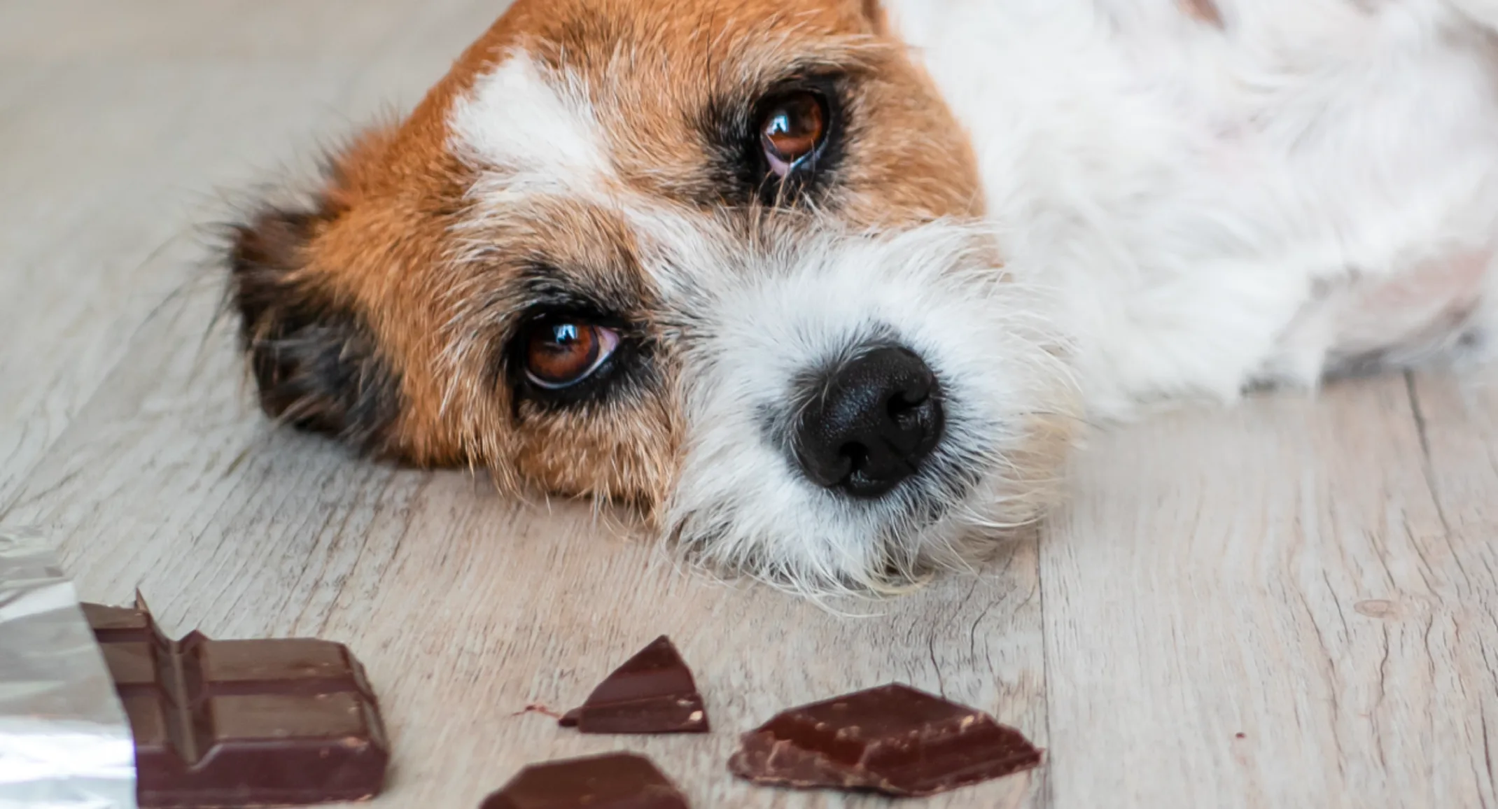 Dog laying next to chocolate bar