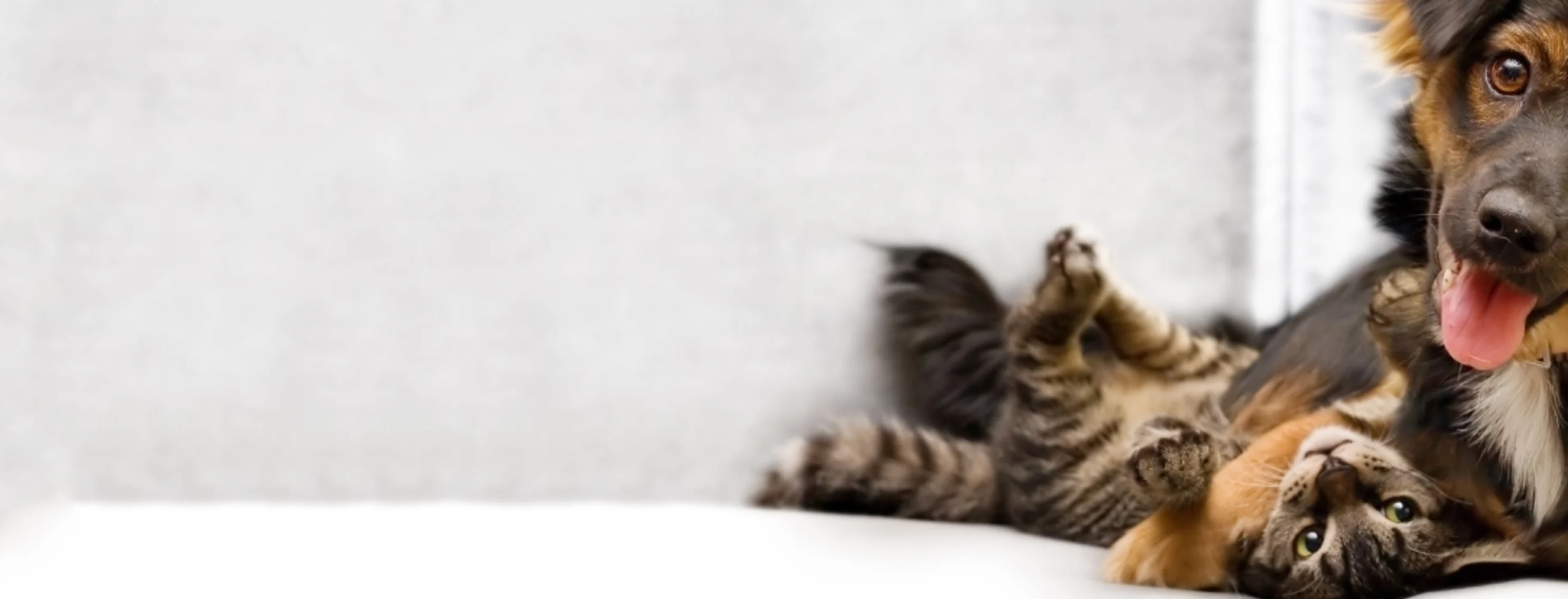 Smiling dog cuddle with cat Smiling dog cuddle with cat