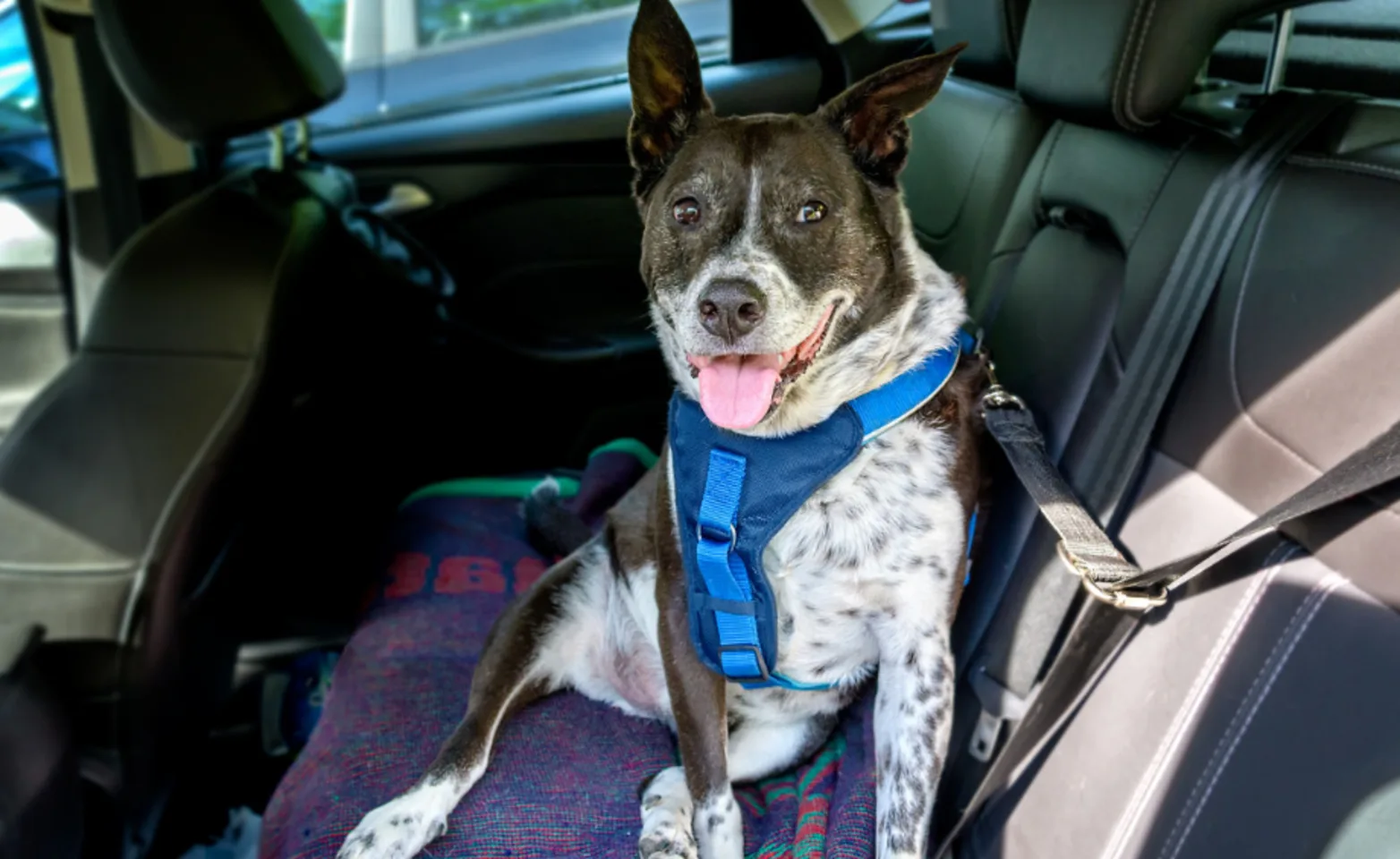 Gray and white spotted dog sitting in a car with a blue seatbelt harness Gray and white spotted dog sitting in a car with a blue seatbelt harness