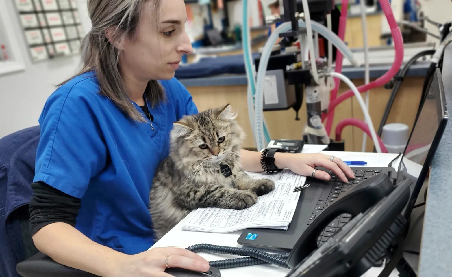 Staff member and cat looking at computer Staff member and cat looking at computer