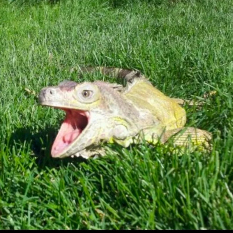 Megan Megan