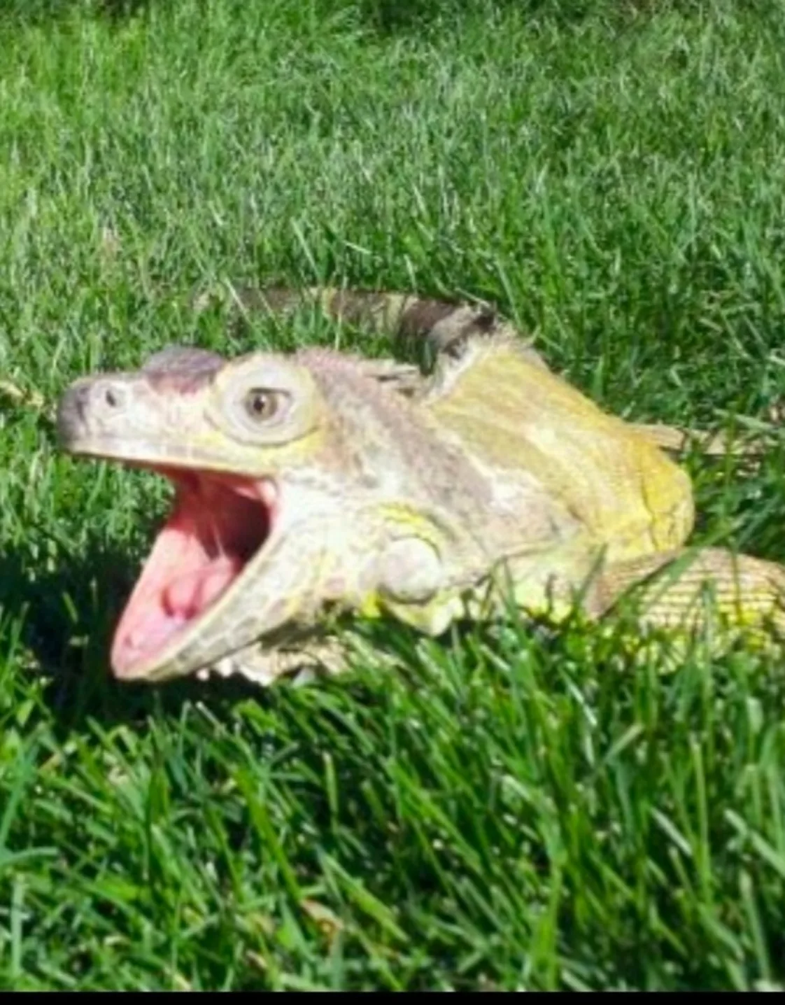 Megan Megan