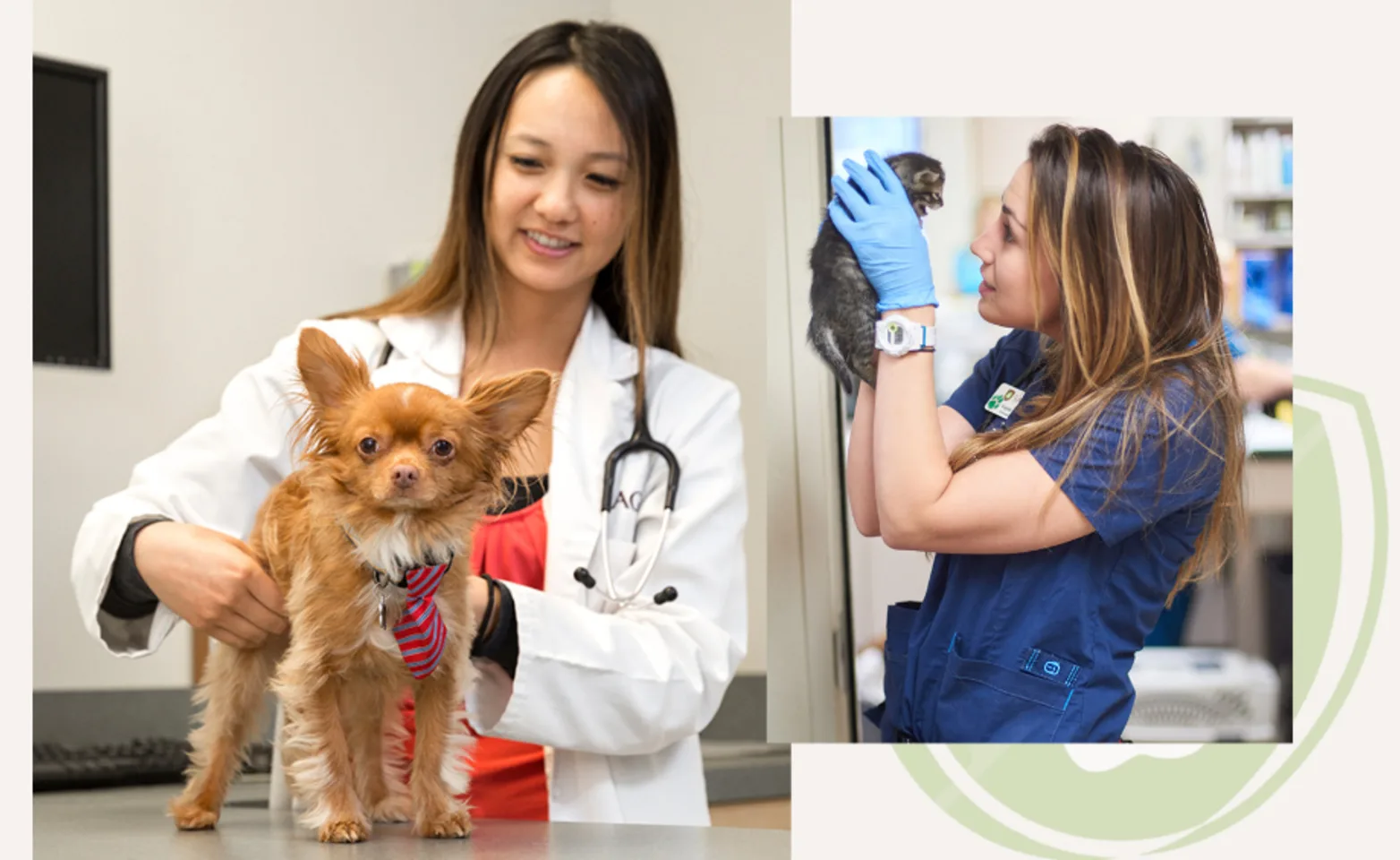 Two Veterinarians Examining Small Pets