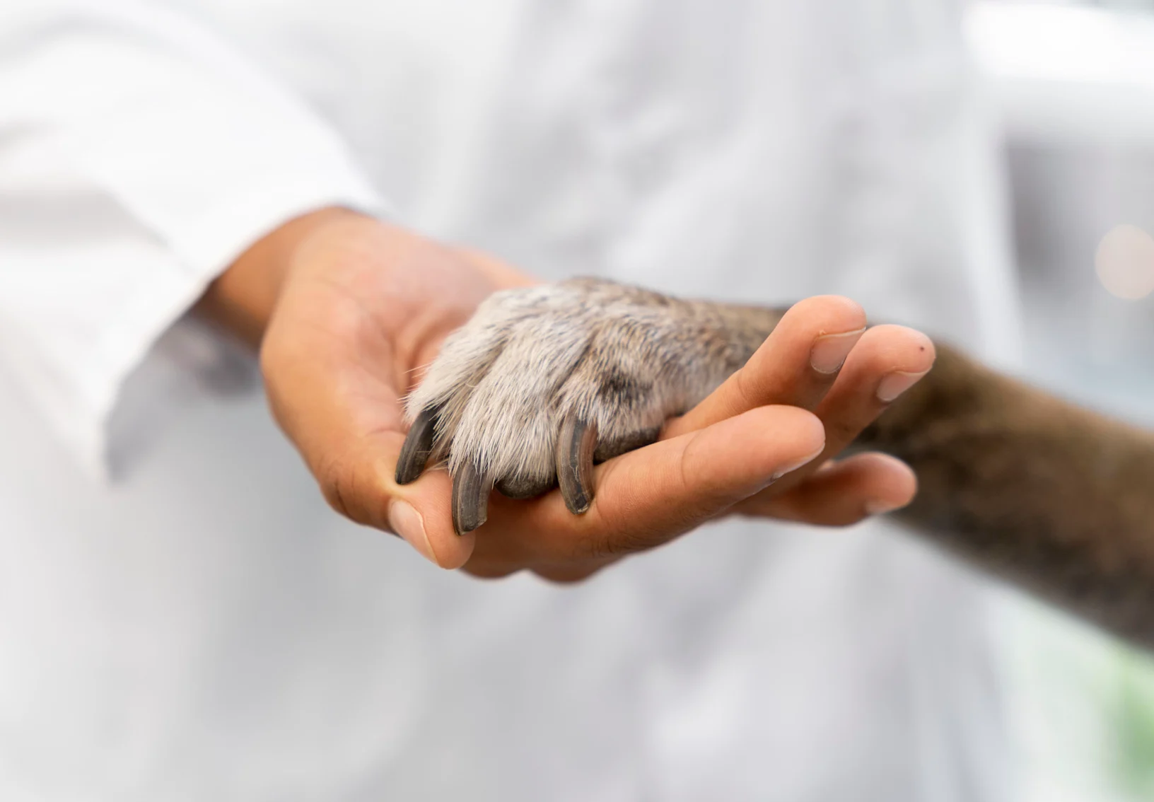 Close up of hand holding a dog's paw Close up of hand holding a dog's paw