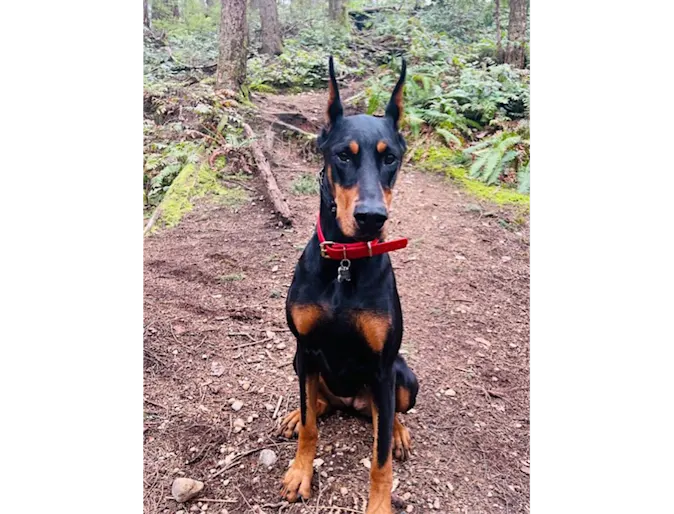 A Doberman named Meeka A Doberman named Meeka