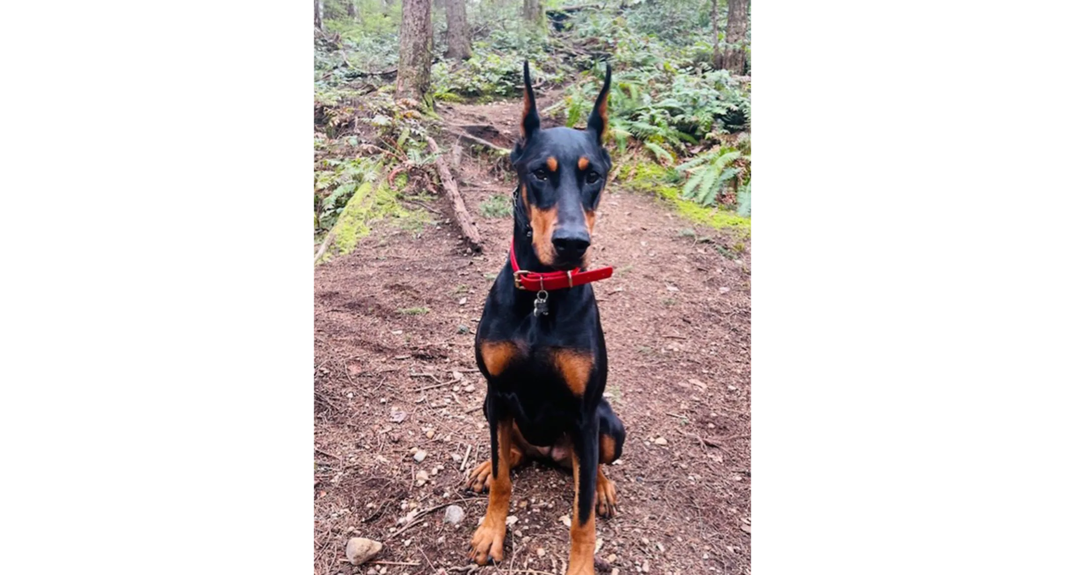 A Doberman named Meeka A Doberman named Meeka