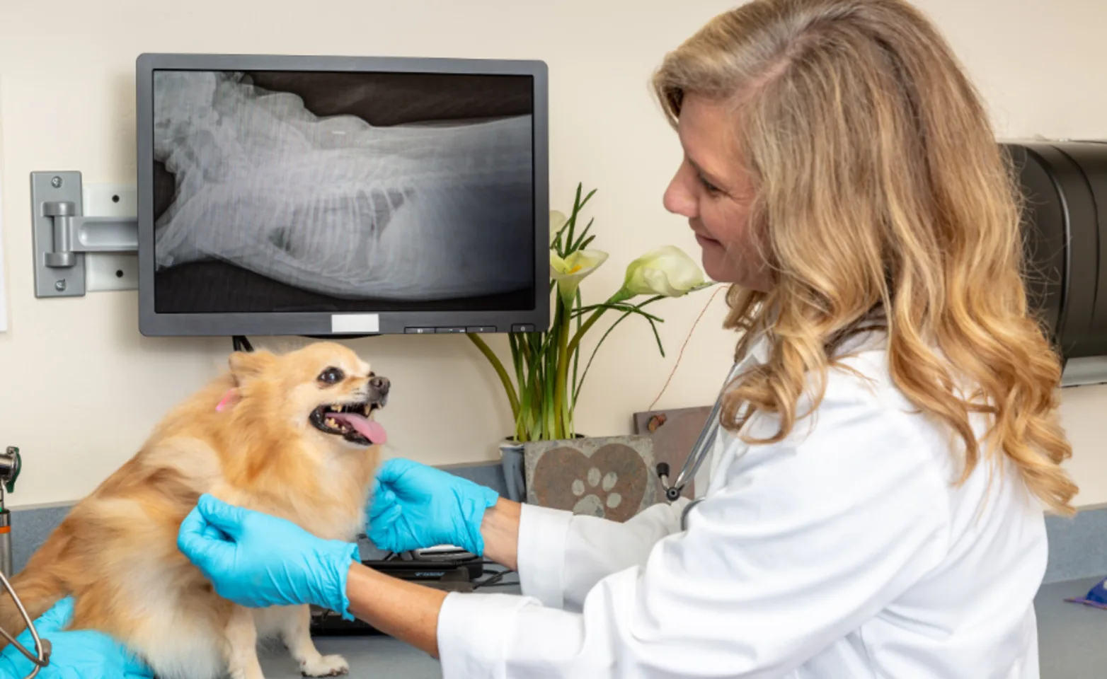 Veterinarian with a Small Dog Examining X-Ray