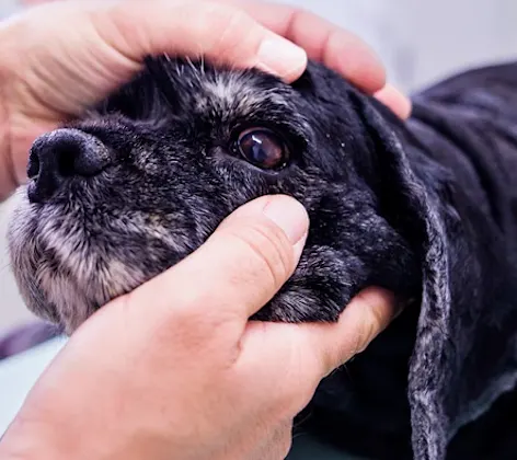 Veterinarian looking at a dog's eye Veterinarian looking at a dog's eye