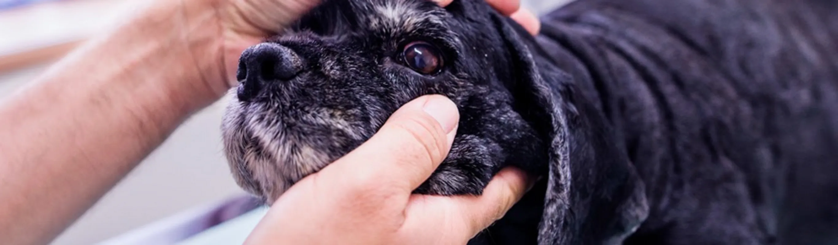 Veterinarian looking at a dog's eye Veterinarian looking at a dog's eye
