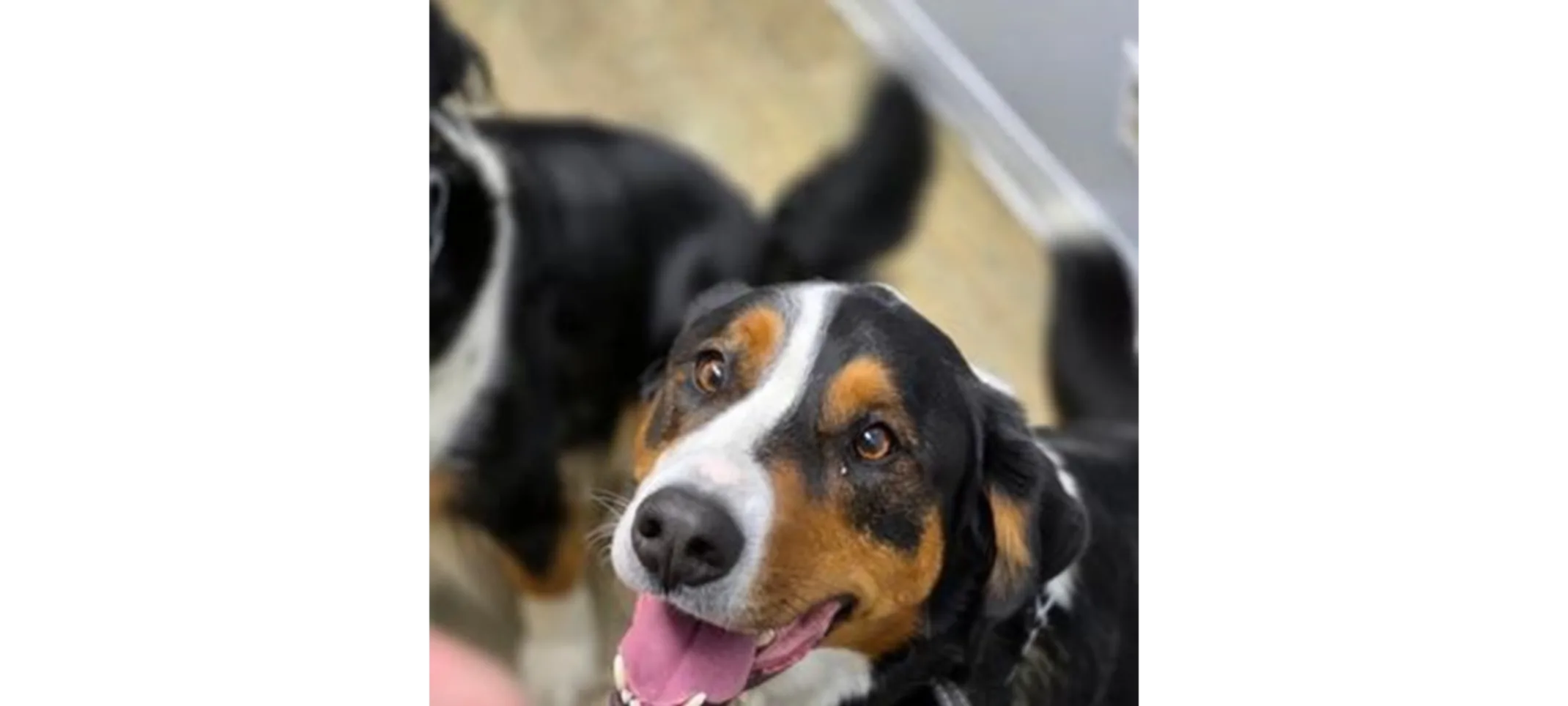 Dog showing its paws and nose. Dog showing its paws and nose.