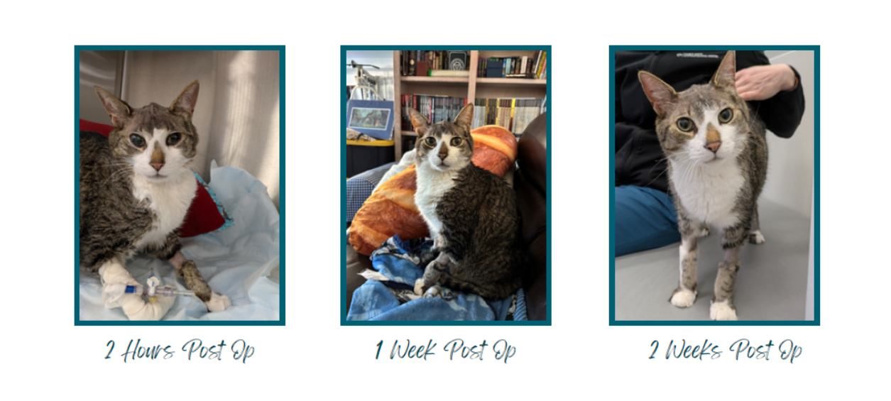 2 hours, 1 week, and 2 weeks post op images of Mr. Collins